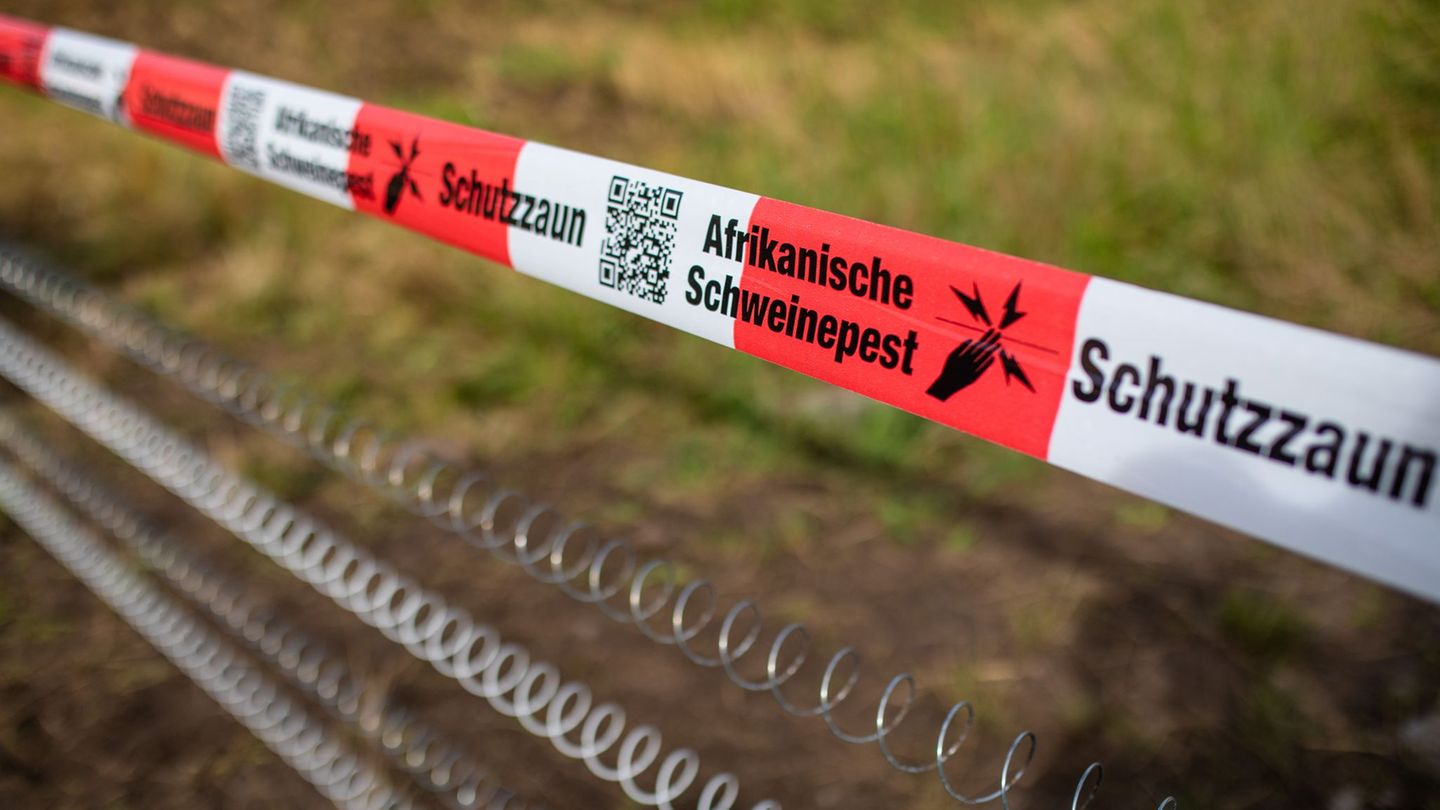 Afrikanische Schweinepest: Sachsen zieht Bilanz: Schweinepest weitgehend eingedämmt