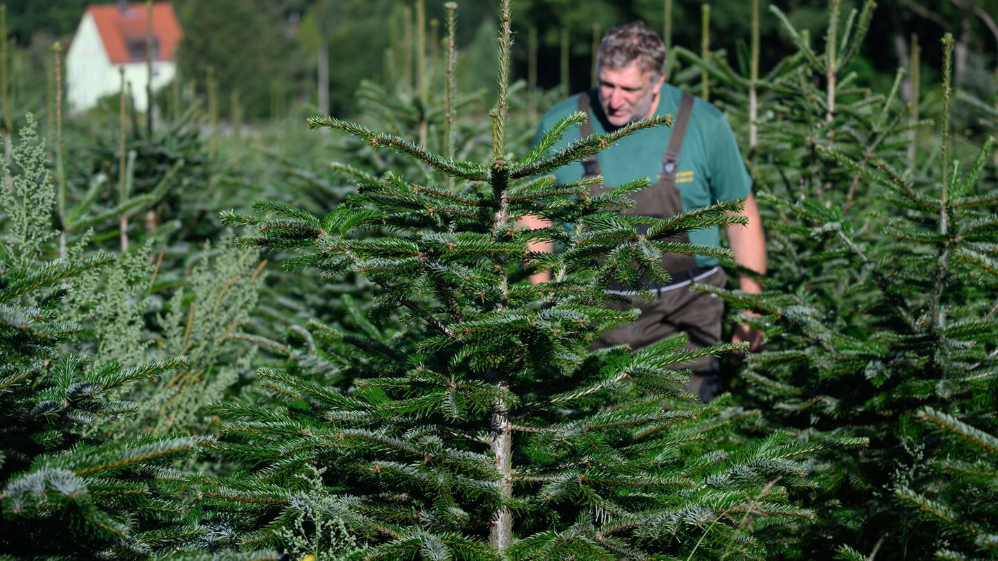 Brauchtum: Gnadenfrist für Weihnachtsbäume: frisch gefällt zum Fest