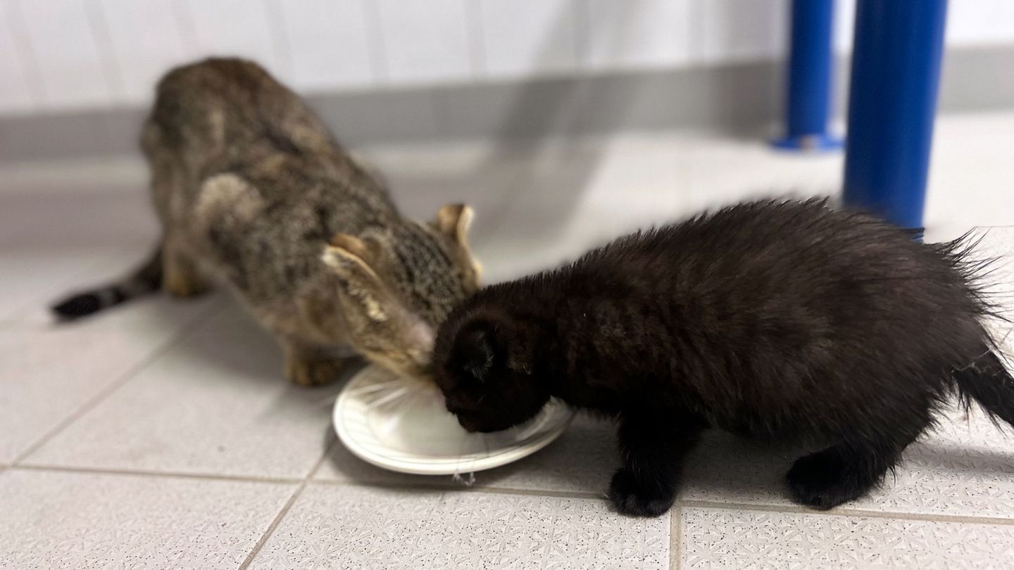 Tierrettung: Jugendliche retten Katzenbabys aus Plastiktüte