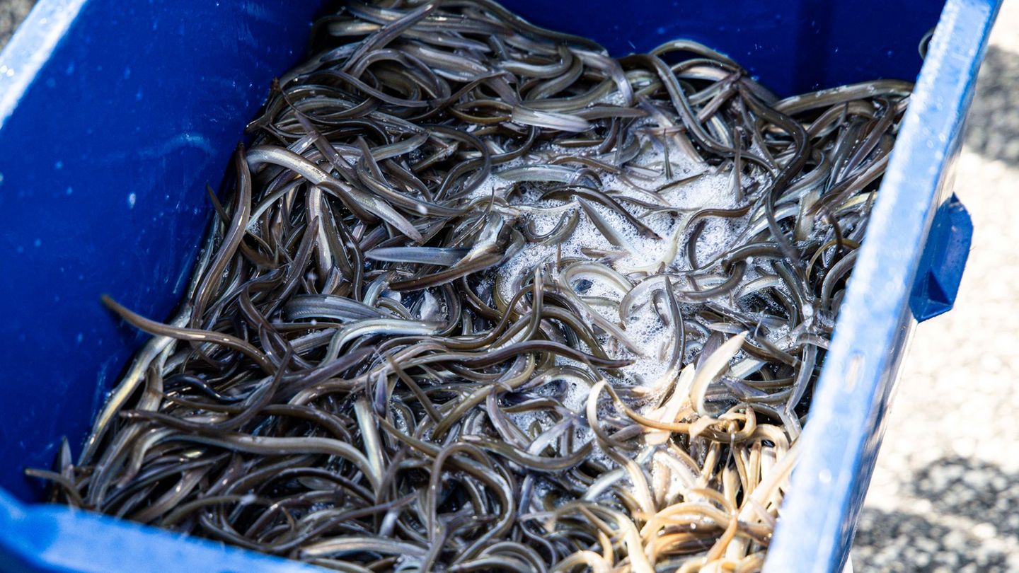Fischerei: Fischer setzen Jungaale in die Schlei aus