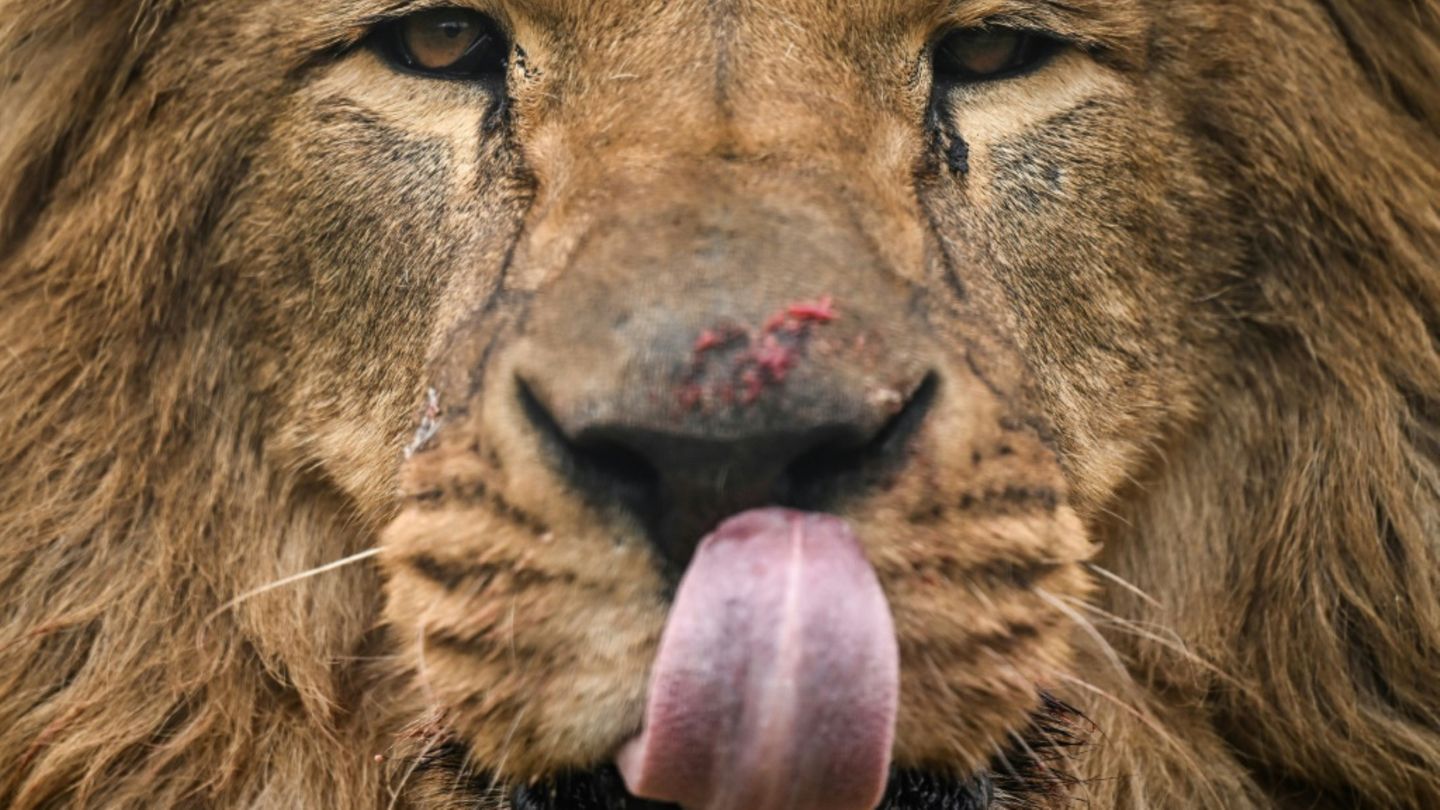 Wärter von thailändischem Safari-Park bei Löwenattacke getötet
