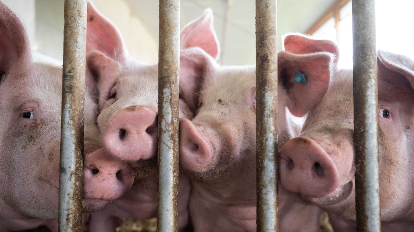 Agrar: Stopp für Extra-Förderung zum Umbau von Schweineställen