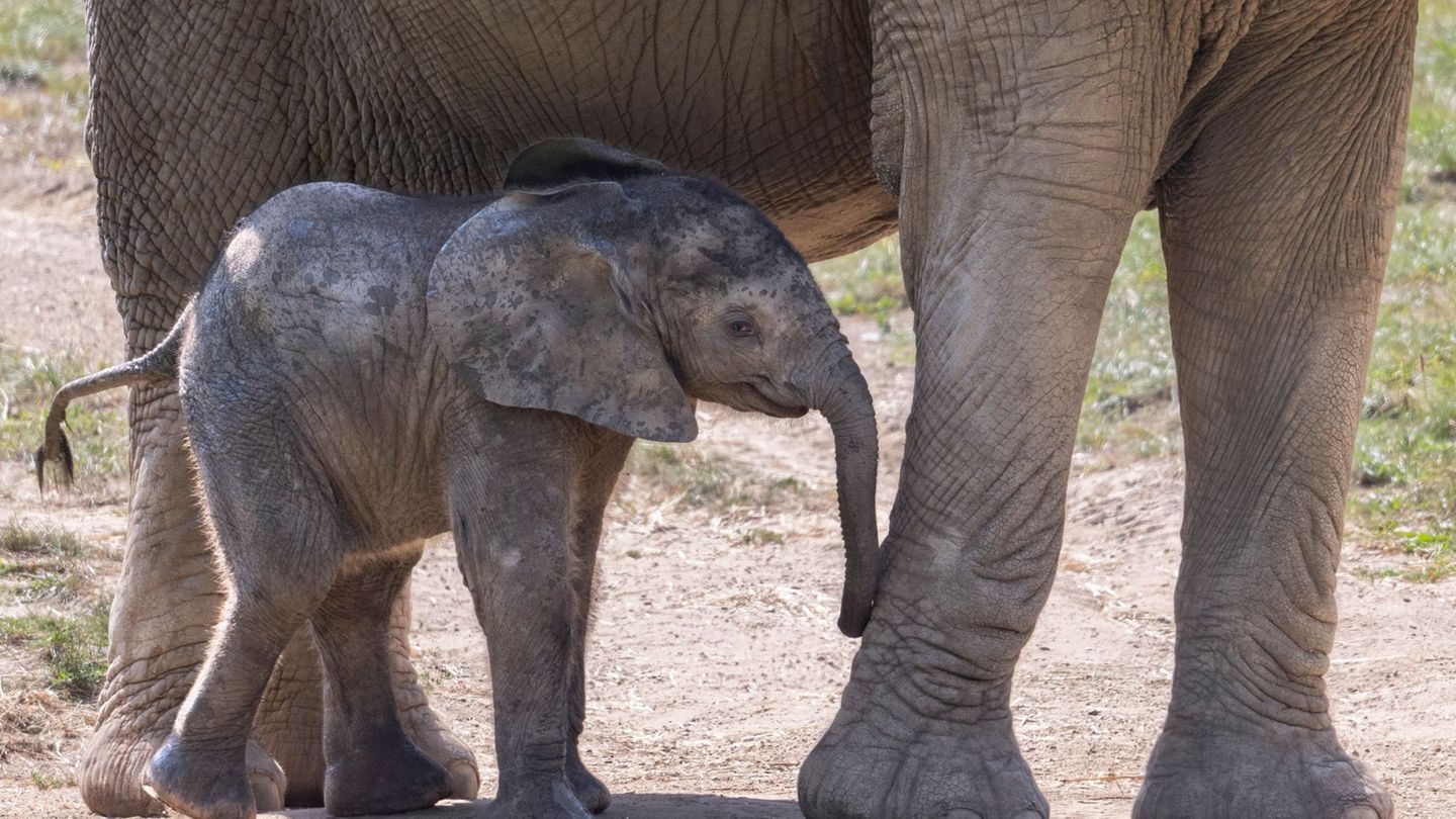 Zoo: Elefantenbaby Kaja hat bereits 60 Kilogramm zugelegt