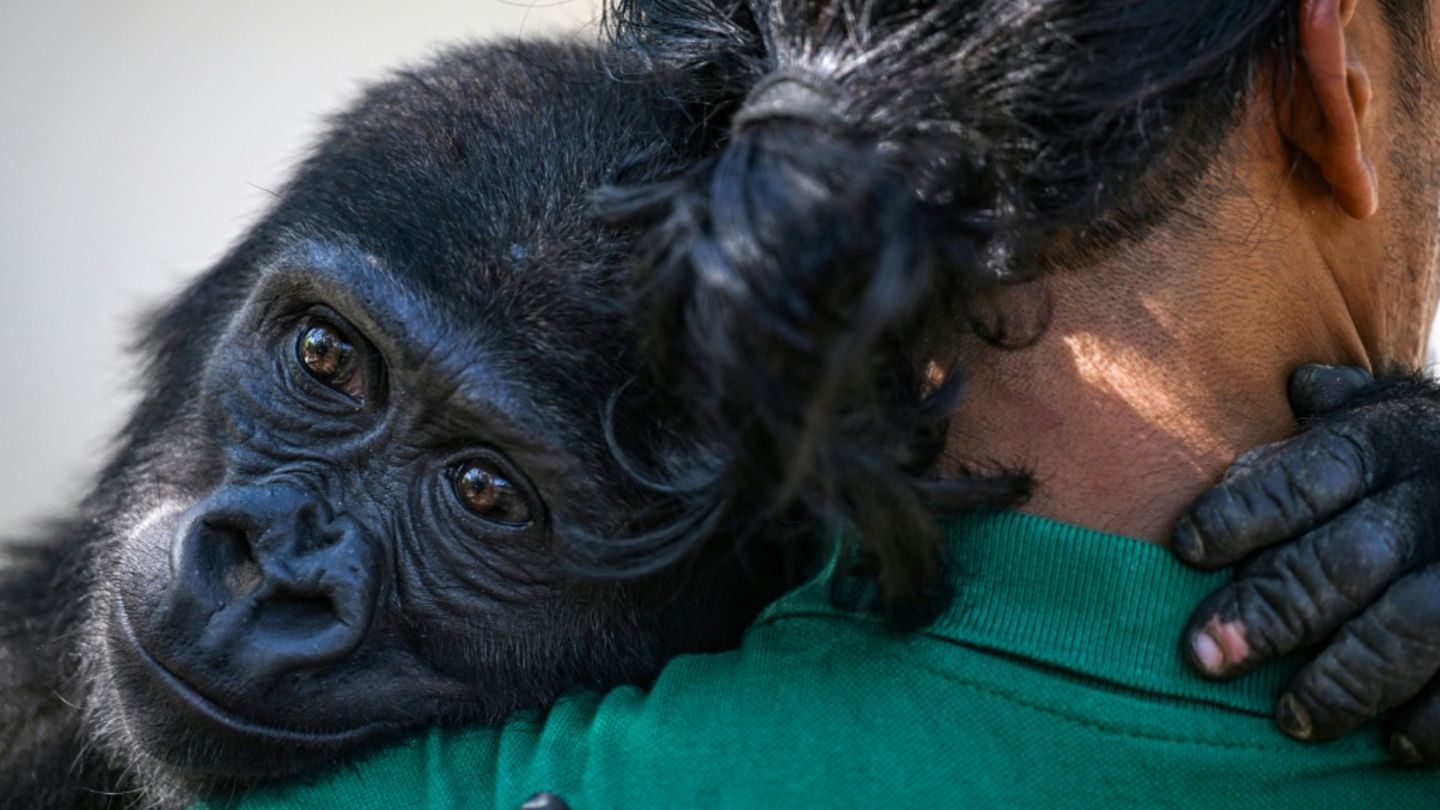 Neun Monate nach Rettung: Geschmuggeltes Gorillababy soll nach Afrika heimkehren