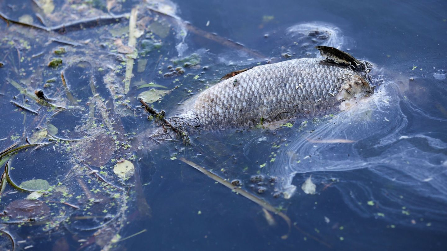 Schaum auf dem Wasser: Fischsterben im Eichsfeld
