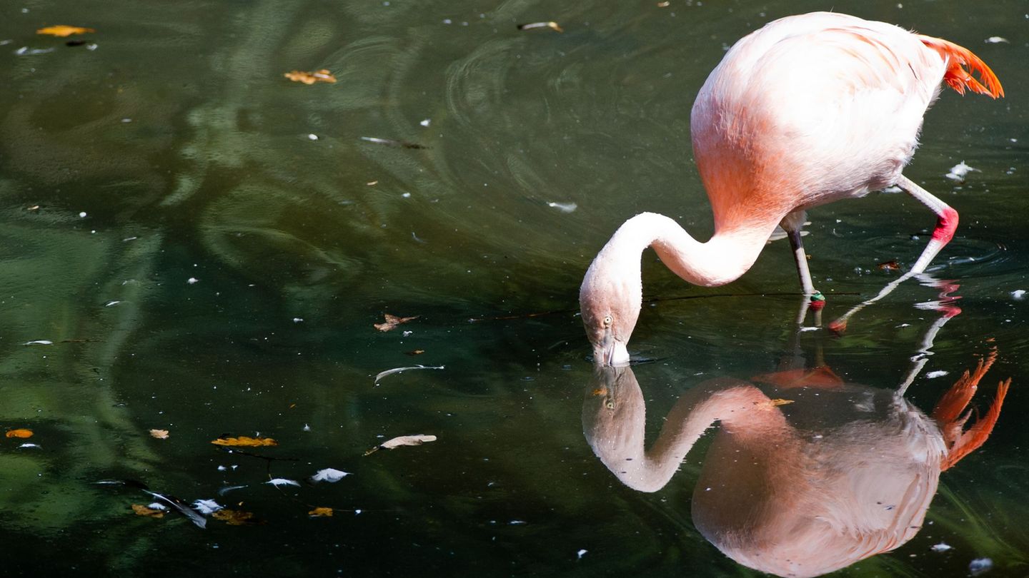 Ungewöhnlicher Gast: Flamingo vom Titisee freigelassen