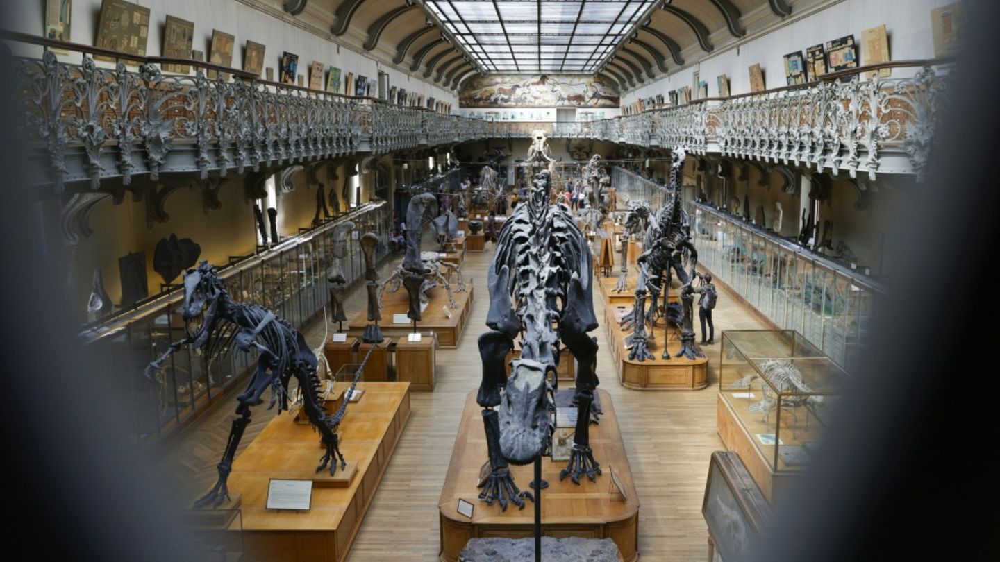 Unbekannten stehlen Gold aus Pariser Naturkundemuseum