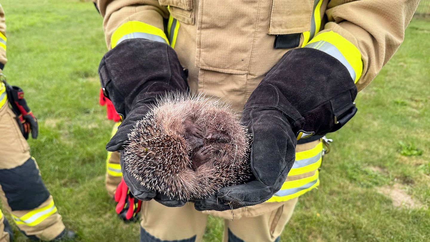 Tierrettung: Kleiner Igel steckt fest – Passanten rufen Feuerwehr
