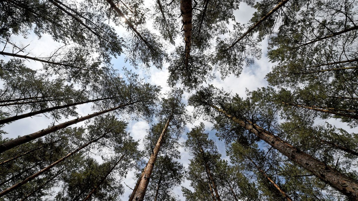 Forstwirtschaft: Warum in einem Harzer Wald Bäume aus aller Welt stehen