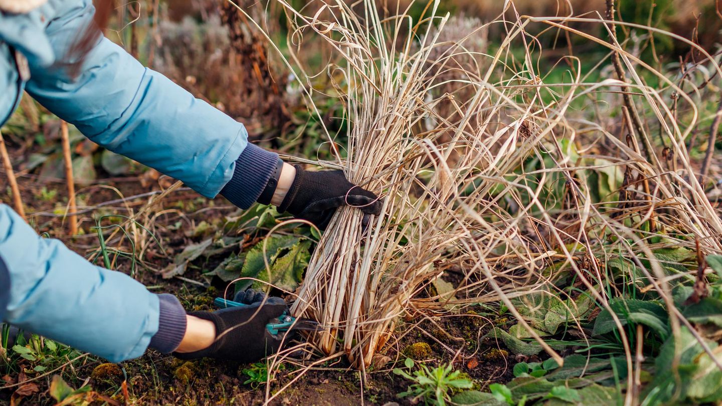 Gartenarbeit: Brauchen Ziergräser einen Rückschnitt – und wenn ja: wann genau?