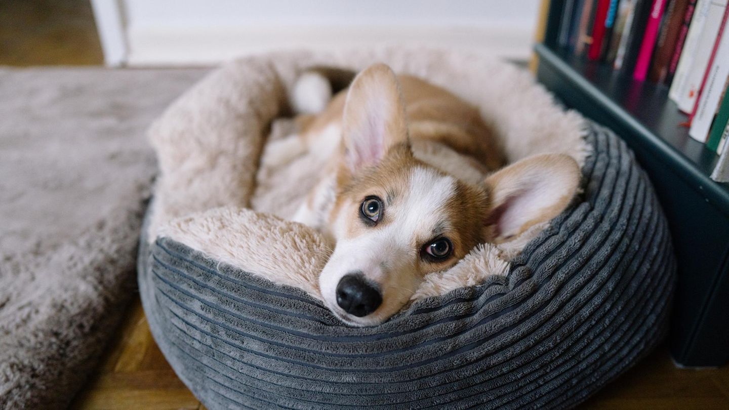 Saubere Sache: Wie waschbare Hundebetten den Alltag mit Vierbeinern erleichtern