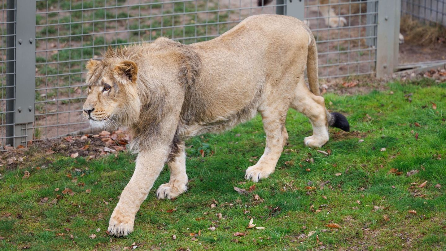 Thailand: Löwenrudel tötet Tierpfleger in Safaripark in Bangkok