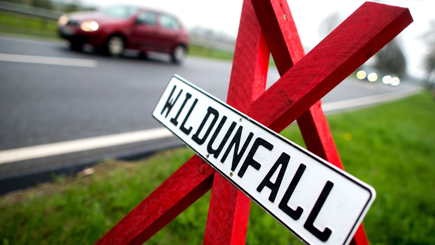 Verkehr: Jagdverband appelliert: Jeden Wildunfall der Polizei melden
